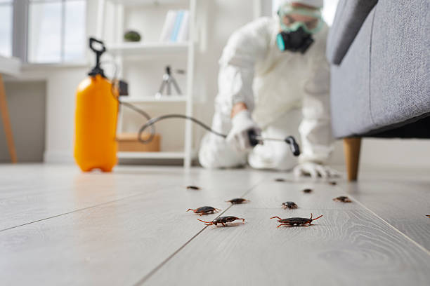 Post-Treatment Bed Bug Interceptor Monitoring in Detroit